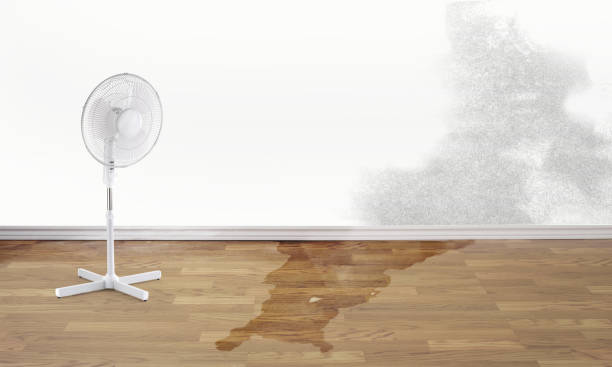 Best Water damage restoration near me  in Zumbrota, MN